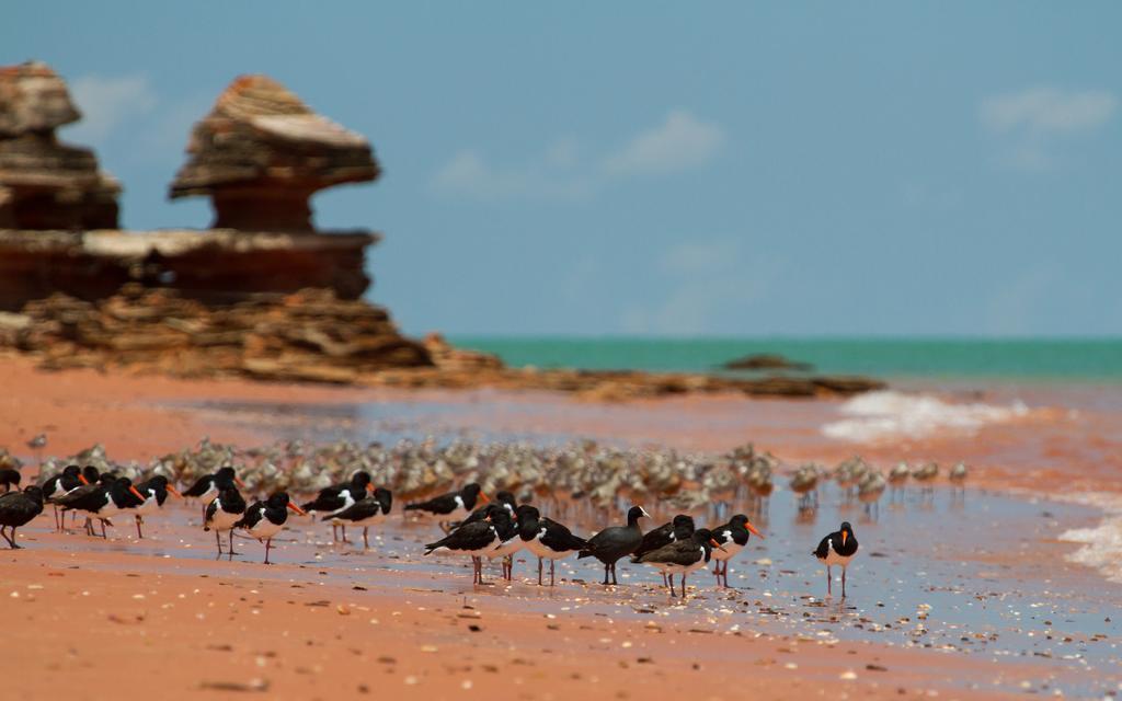 Broome Bird Observatory Exteriör bild